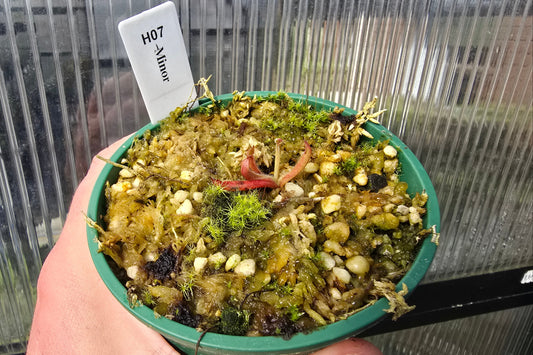 Heliamphora minor - Lesser Sun Pitcher