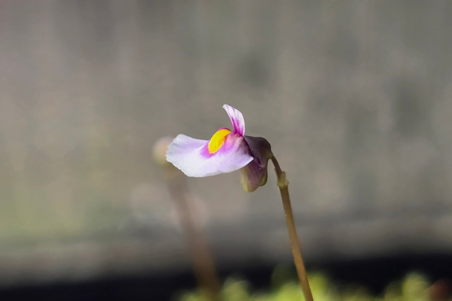 Utricularia dichotoma - Central N.I. Montane Form (Lake Rotoaira, Taupo, NZ) - Terrestrial Bladderwort