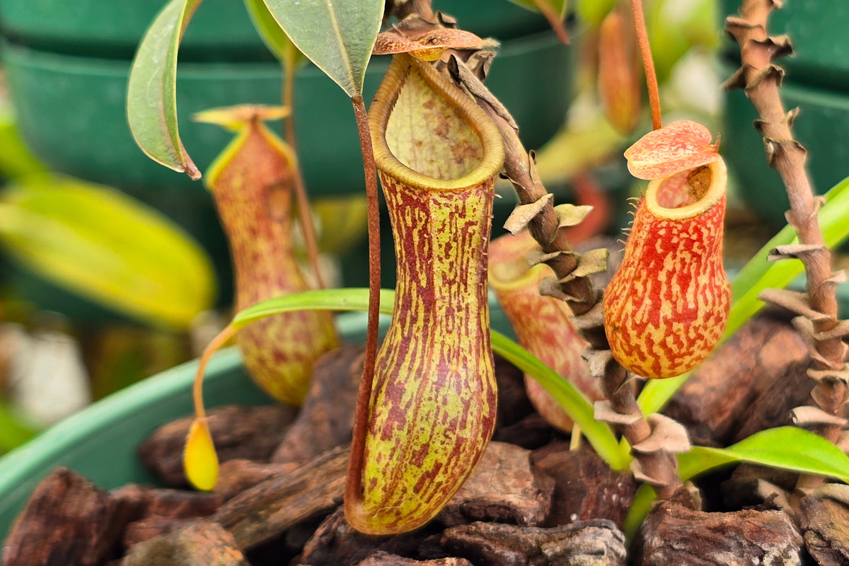 Nepenthes 'Gentle' - Intermediate Tropical Pitcher Plant