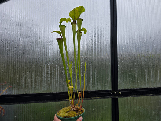 Sarracenia oreophila var. oreophila - 'Giant Form, Red Under Lid In Autumn' - Green Pitcher Plant