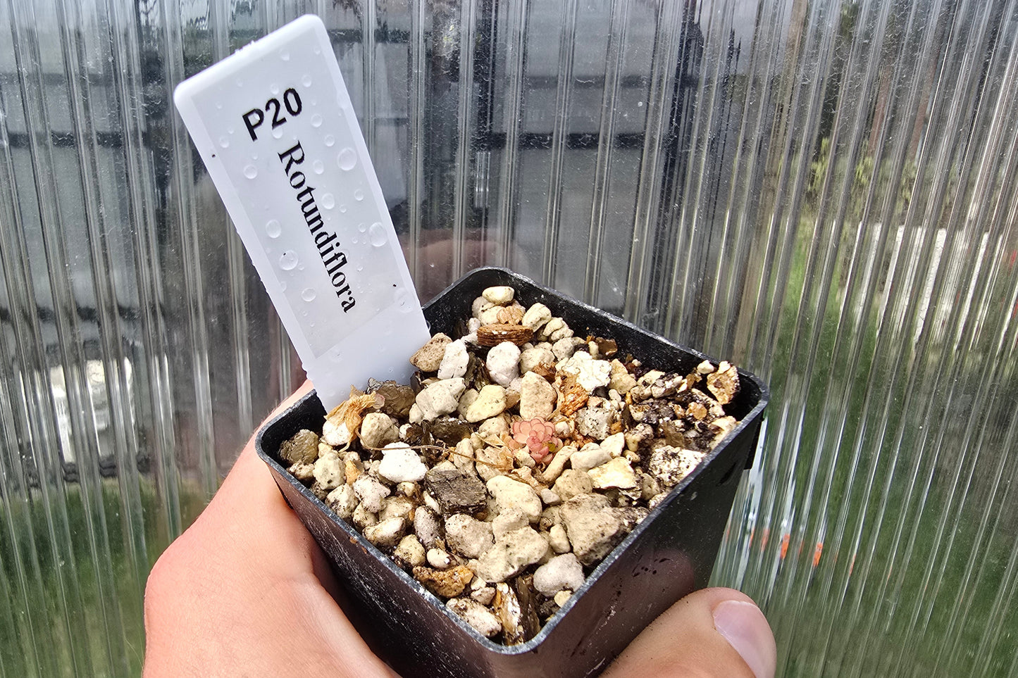 Pinguicula rotundiflora - Mexican Butterwort
