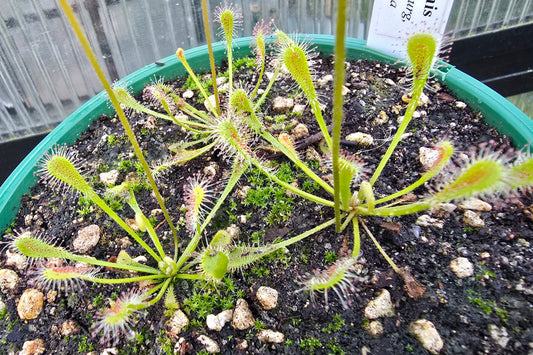 Drosera nidiformis (Pietermaritzburg, South Africa) - The Nestle Leafed Sundew