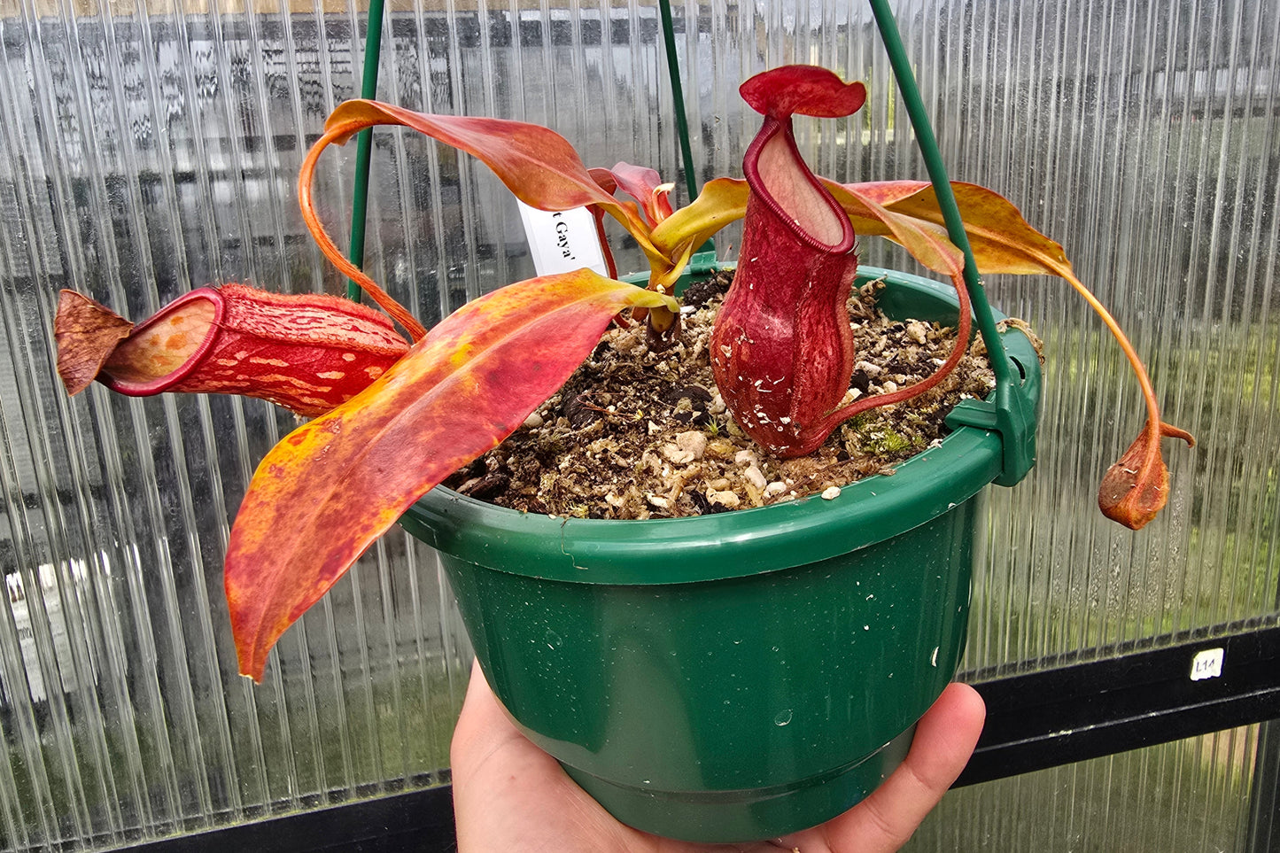 Nepenthes 'St Gaya' - Intermediate Tropical Pitcher Plant
