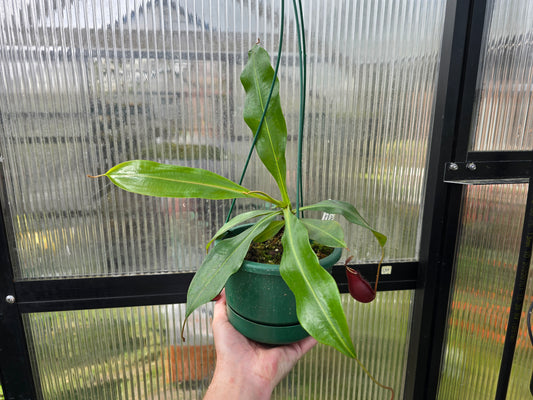 Nepenthes (mirabilis var. globosa x ampullaria 'Black Miracle') x (boschiana x 'Gothica') - Lowland Tropical Pitcher Plant