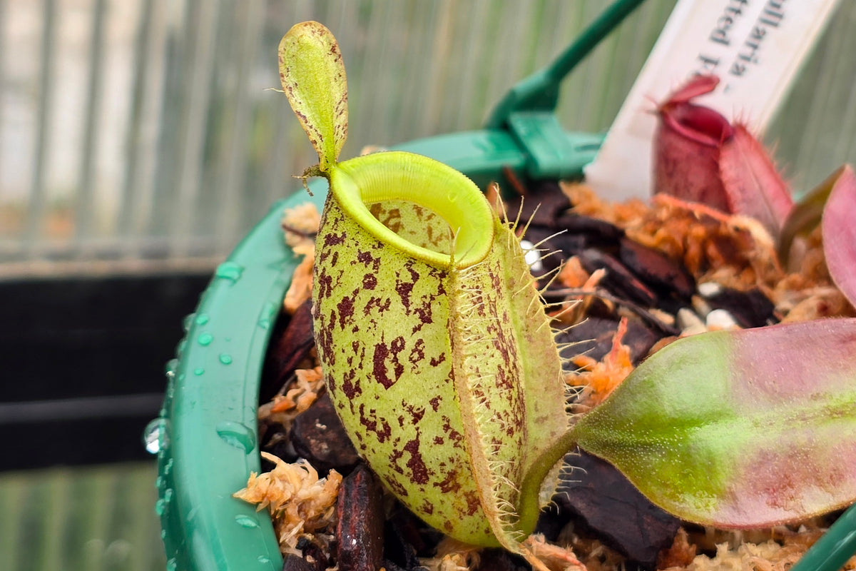 Nepenthes ampullaria 'Red Spotted Form' - Lowland Tropical Pitcher Plant