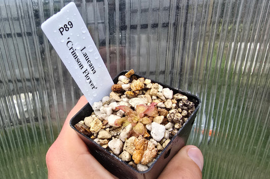 Pinguicula laueana 'Crimson Flower' - Mexican Butterwort