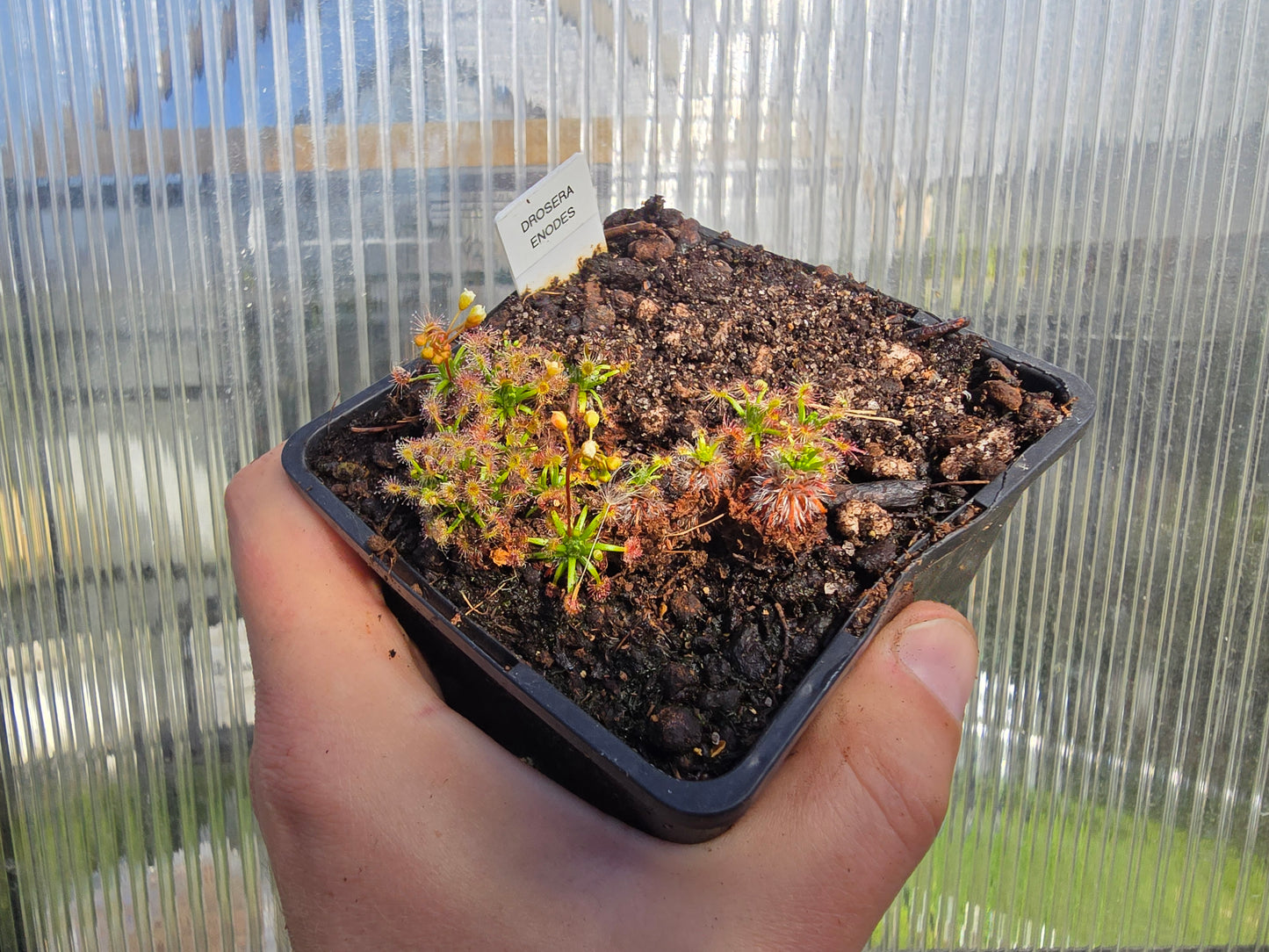 Drosera enodes - Pygmy Sundew