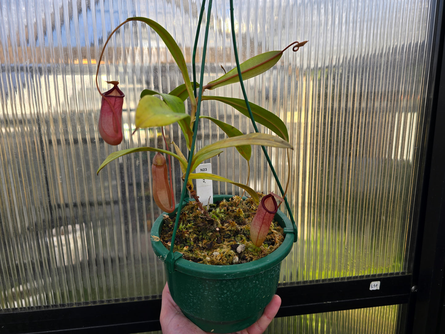 Nepenthes 'Petra' - Highland Tropical Pitcher Plant