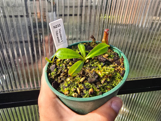 Nepenthes maxima x 'Miranda' - Intermediate Tropical Pitcher Plant
