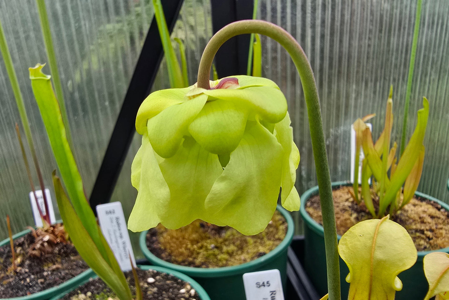 Sarracenia rubra ssp. wherryi (Washington County, Alabama, USA) - Sweet Pitcher Plant