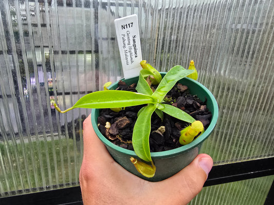 Nepenthes sanguinea (Genting Highlands, Malaysia) - Intermediate Tropical Pitcher Plant
