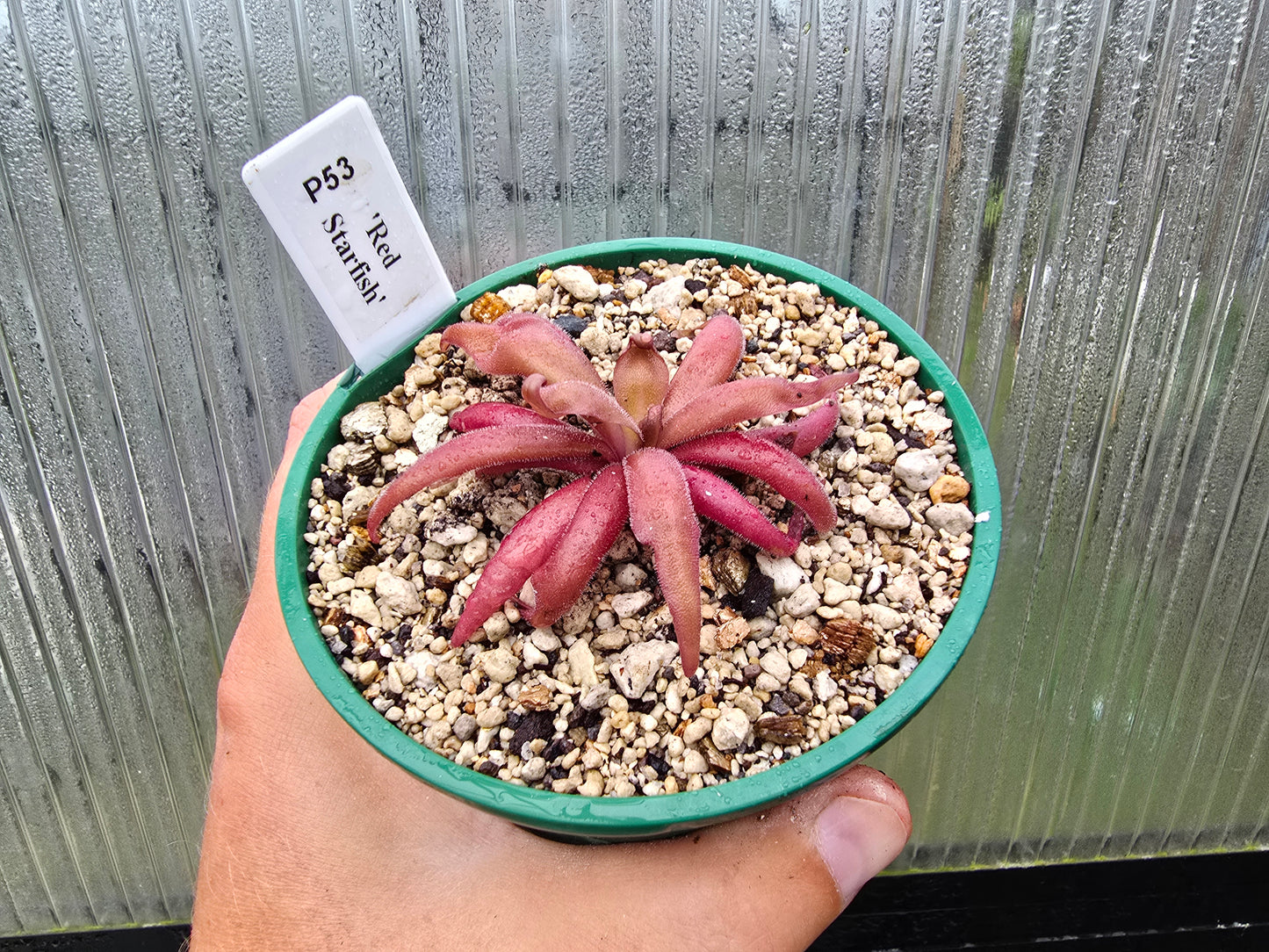 Pinguicula 'Red Starfish' - Mexican Butterwort
