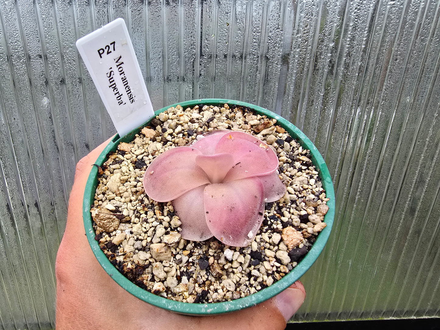 Pinguicula moranensis 'Superba' - Mexican Butterwort
