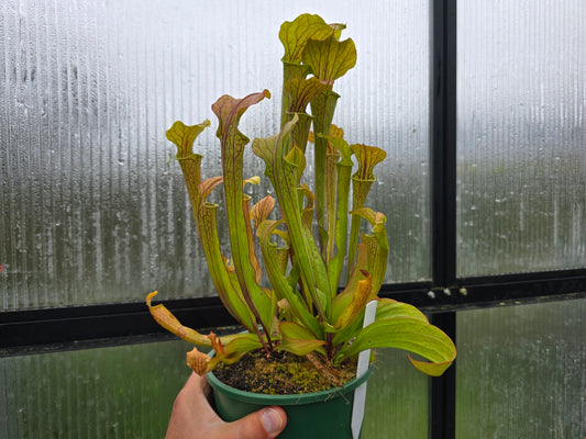 Sarracenia oreophila var. ornata (DeKalb County, Georgia, USA) - Green Pitcher Plant