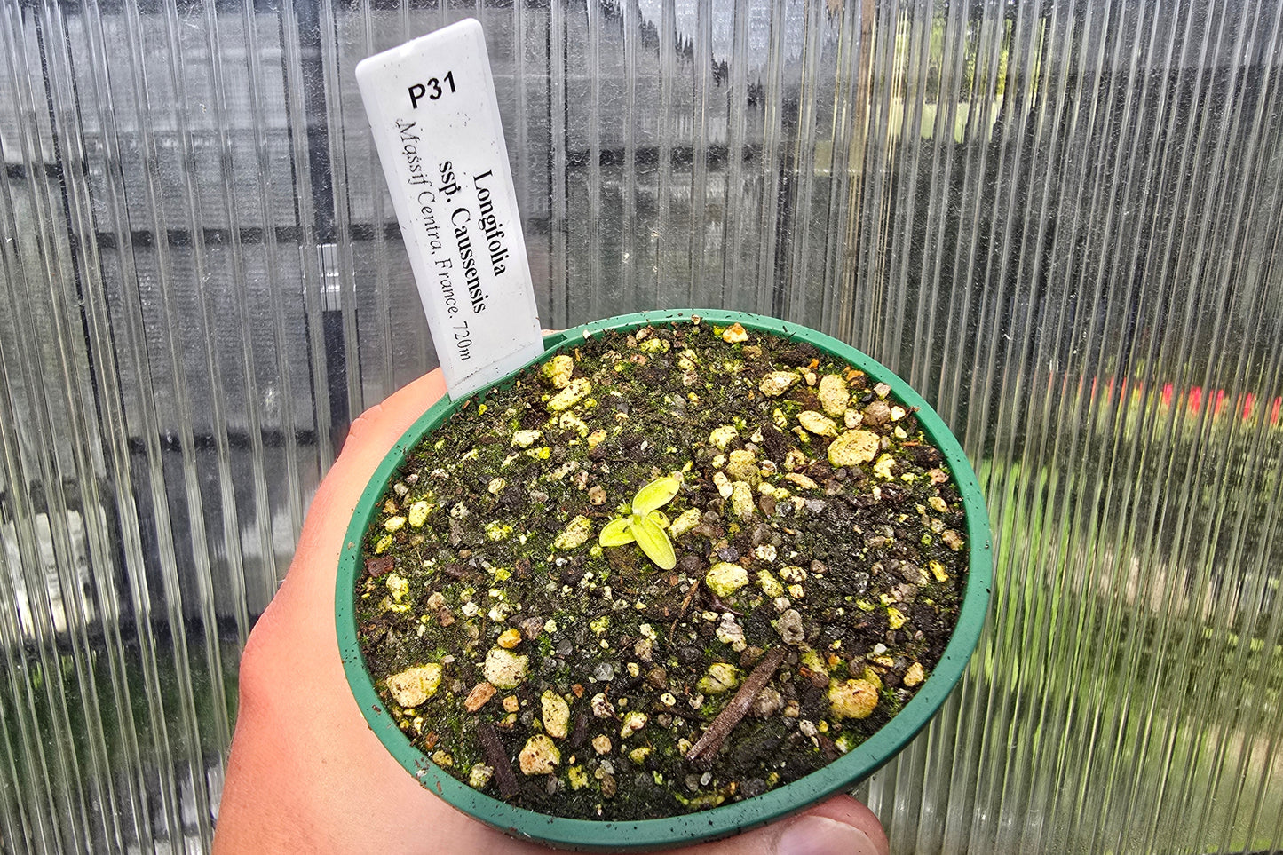 Pinguicula longifolia ssp. caussensis (Massif Centra, France) - Cold Temperate Long-Leafed Butterwort