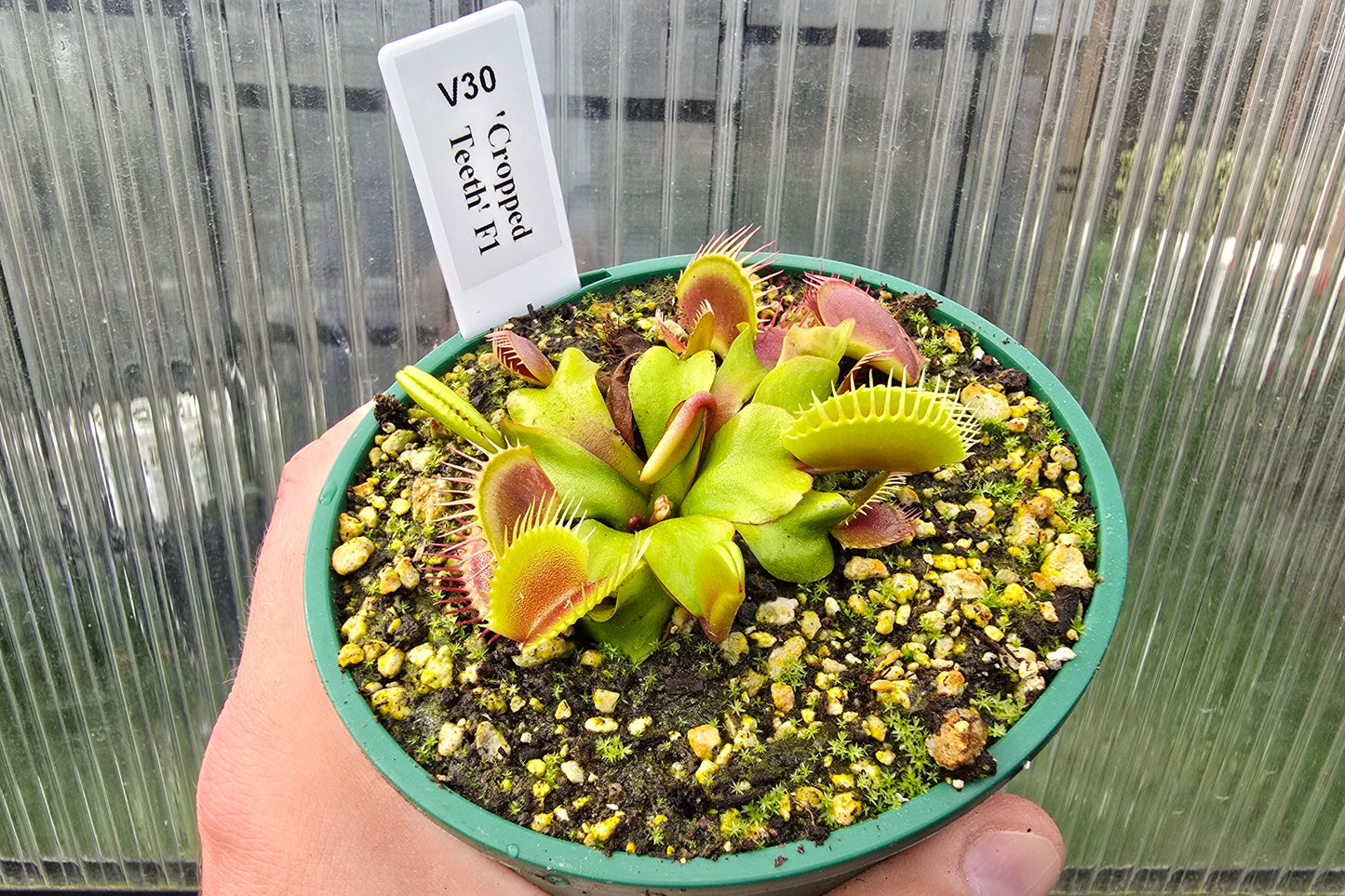 Dionaea muscipula 'Cropped Teeth' F1 - Venus Fly Trap