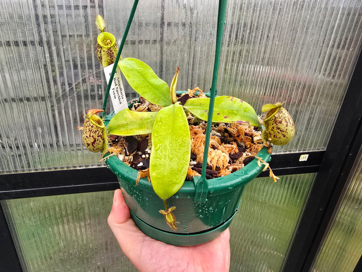 Nepenthes ampullaria 'Red Speckled Form' - Lowland Tropical Pitcher Plant