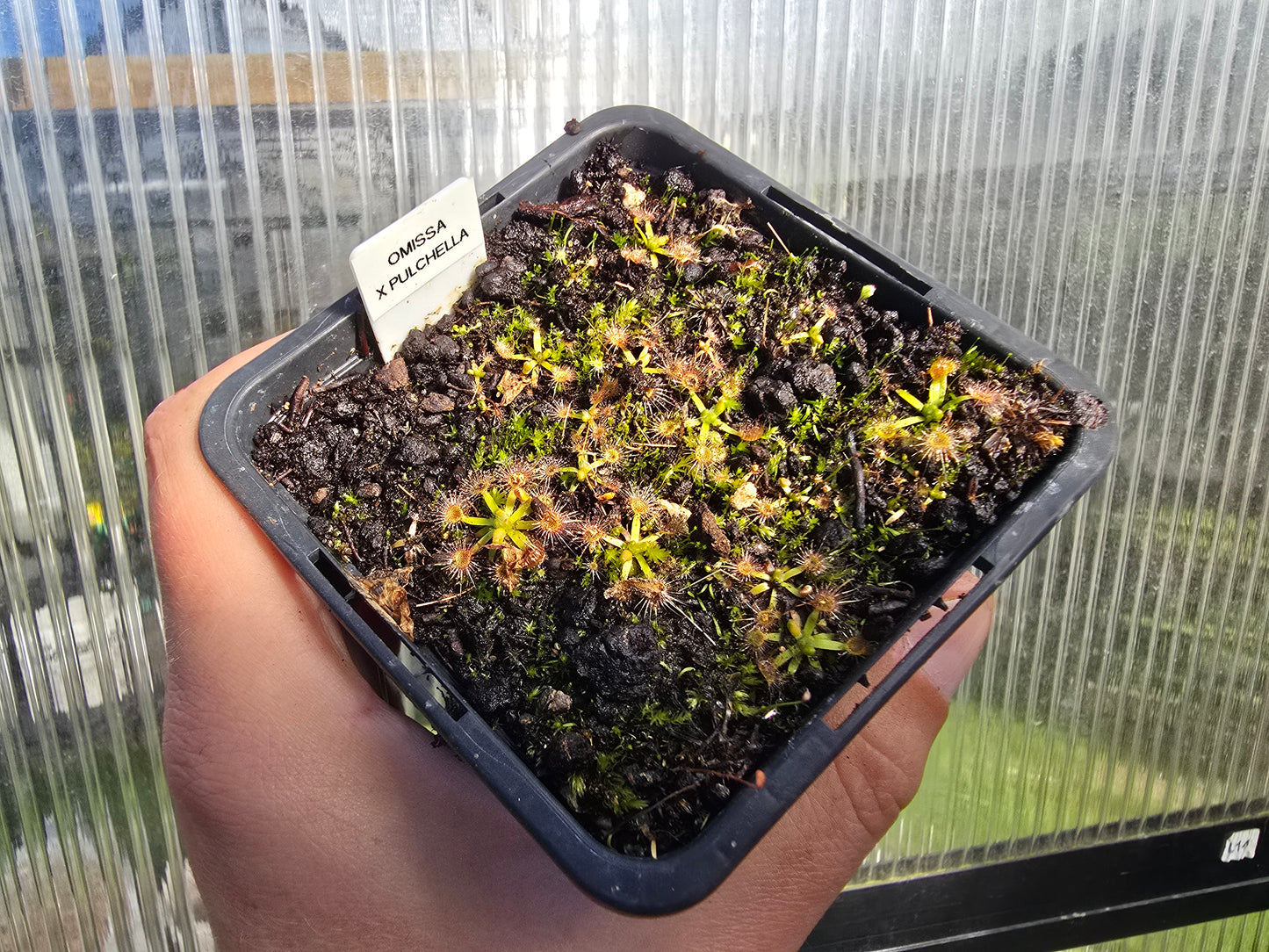Drosera omissa × pulchella - Pygmy Sundew