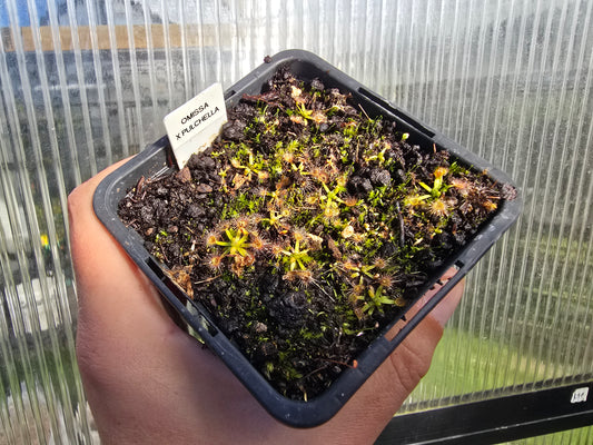 Drosera omissa × pulchella - Pygmy Sundew