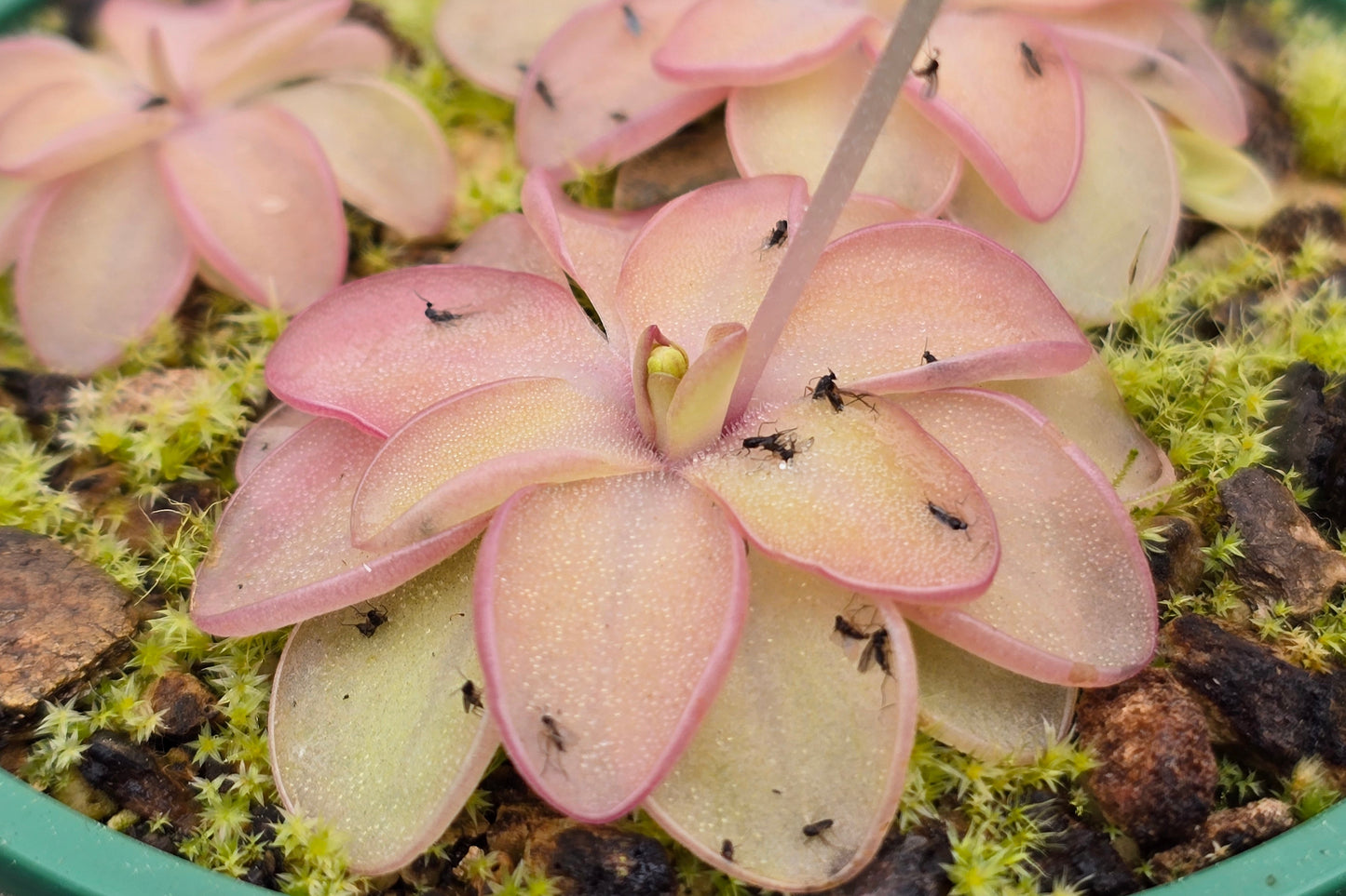 Pinguicula 'Niklas' - Mexican Butterwort