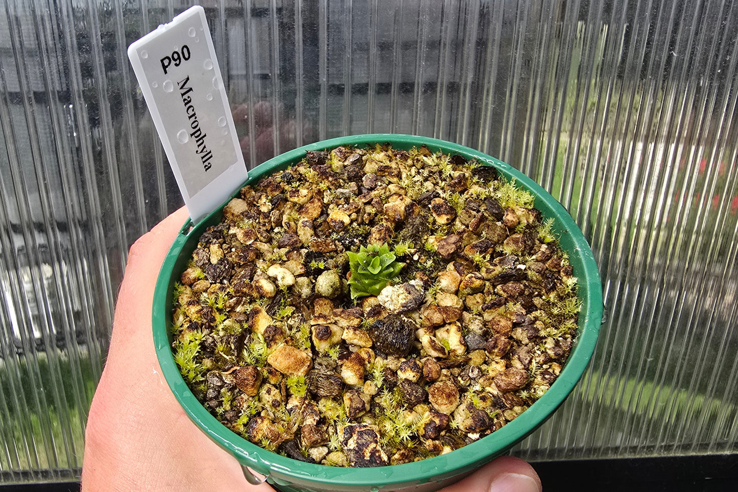 Pinguicula macrophylla - Mexican Butterwort