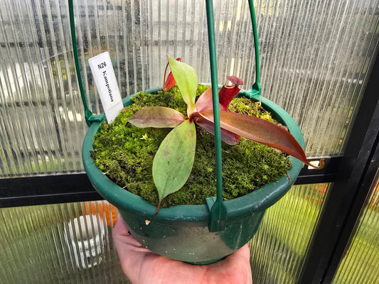 Nepenthes kampotiana - Intermediate Tropical Pitcher Plant