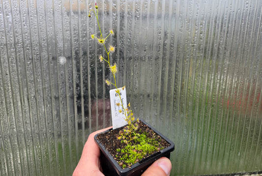 Drosera auriculata (Cornwallis, Auckland, NZ) - Tuberous Sundew