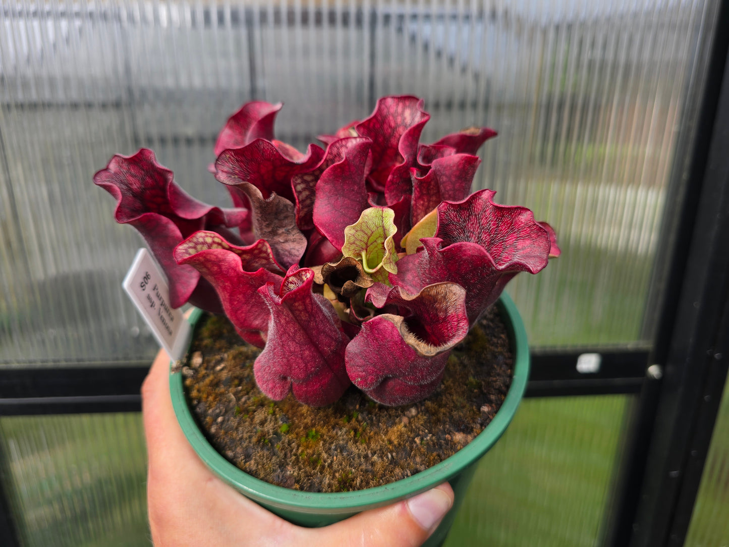SEED - Sarracenia purpurea ssp. venosa - American Pitcher Plant - 10+ Per Packet