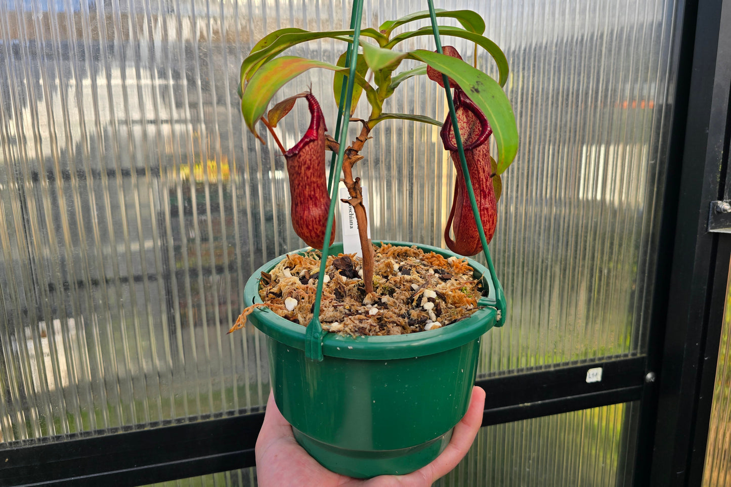 Nepenthes glandulifera x boschiana - Highland Tropical Pitcher Plant