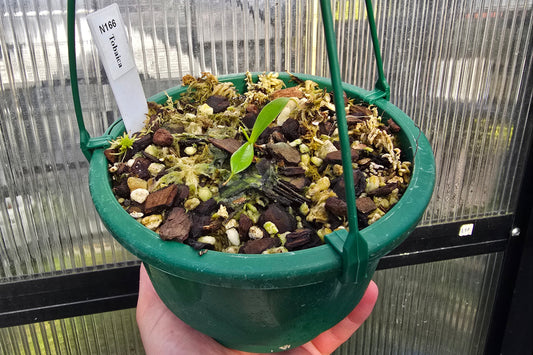 Nepenthes tobaica - Intermediate Tropical Pitcher Plant
