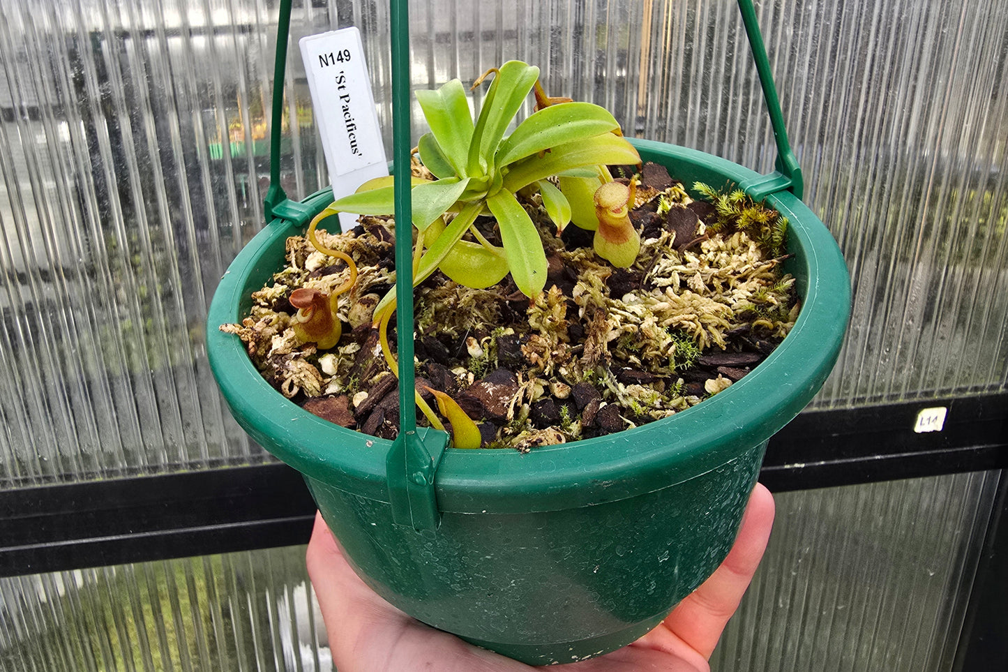 Nepenthes 'St Pacificus' - Intermediate Tropical Pitcher Plant