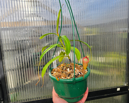 Nepenthes ventricosa x talangensis - Highland Tropical Pitcher Plant
