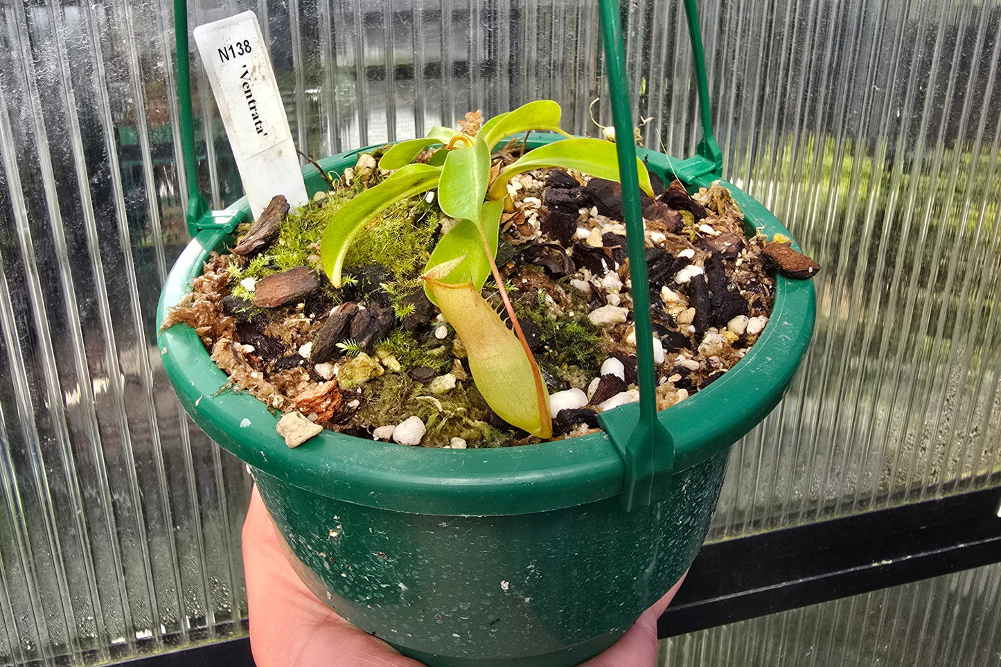 Nepenthes 'Ventrata' - Highland Tropical Pitcher Plant