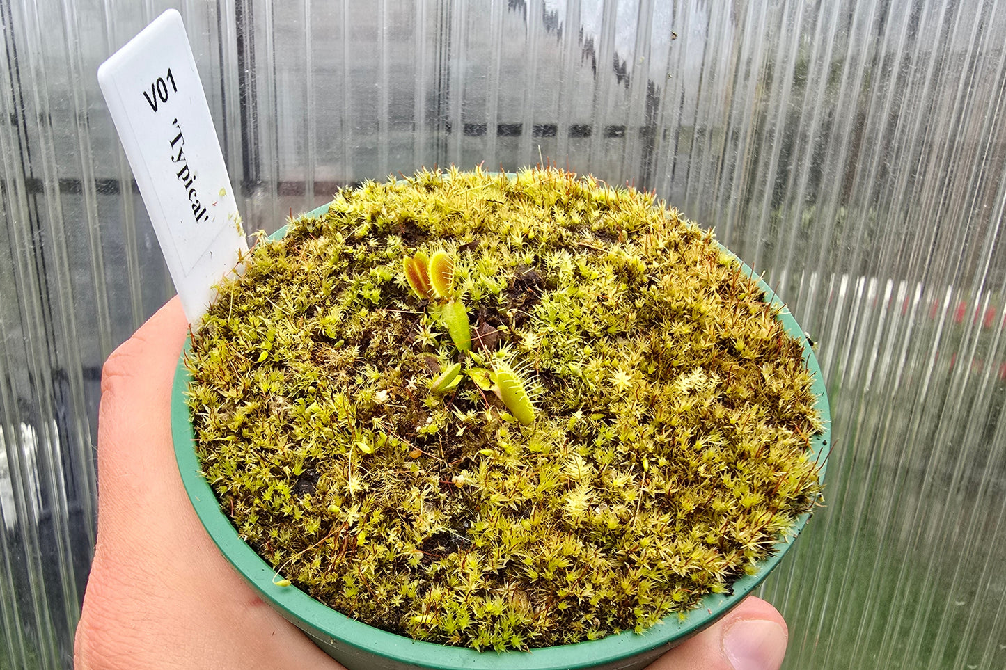 Dionaea muscipula 'Typical' - Venus Fly Trap