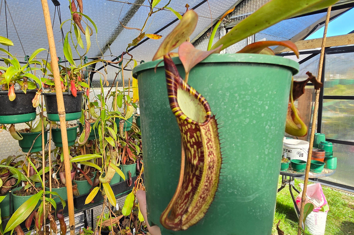 Nepenthes spectabilis (Female) - Intermediate Tropical Pitcher Plant