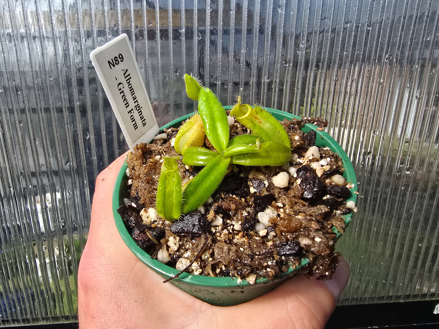 Nepenthes albomarginata 'Green Form' - Lowland Tropical Pitcher Plant