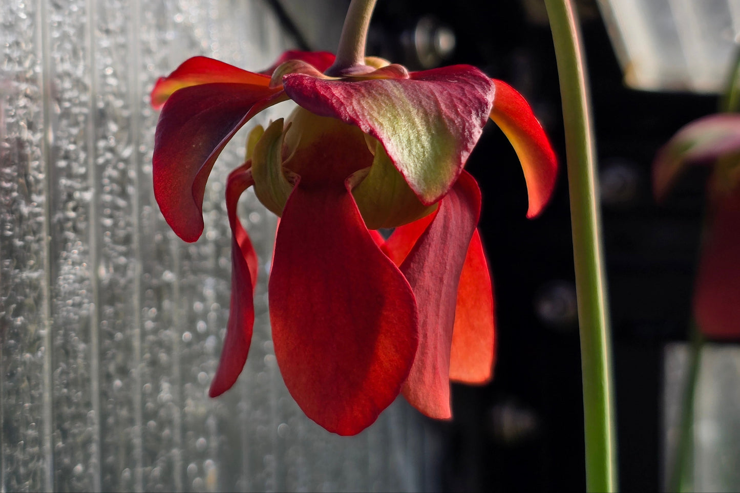 Sarracenia 'Readii' - American Pitcher Plant