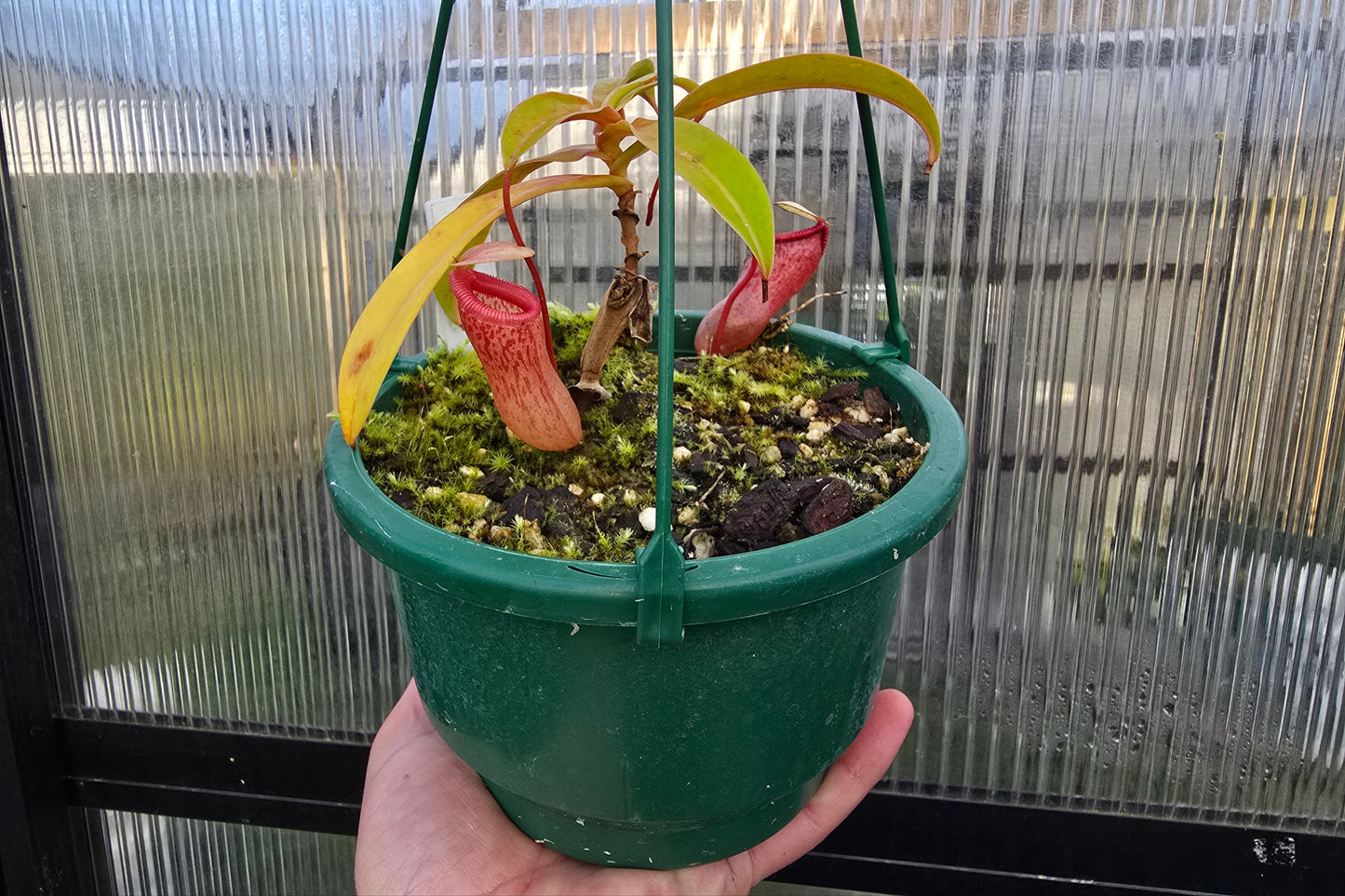Nepenthes ventricosa - Highland Tropical Pitcher Plant