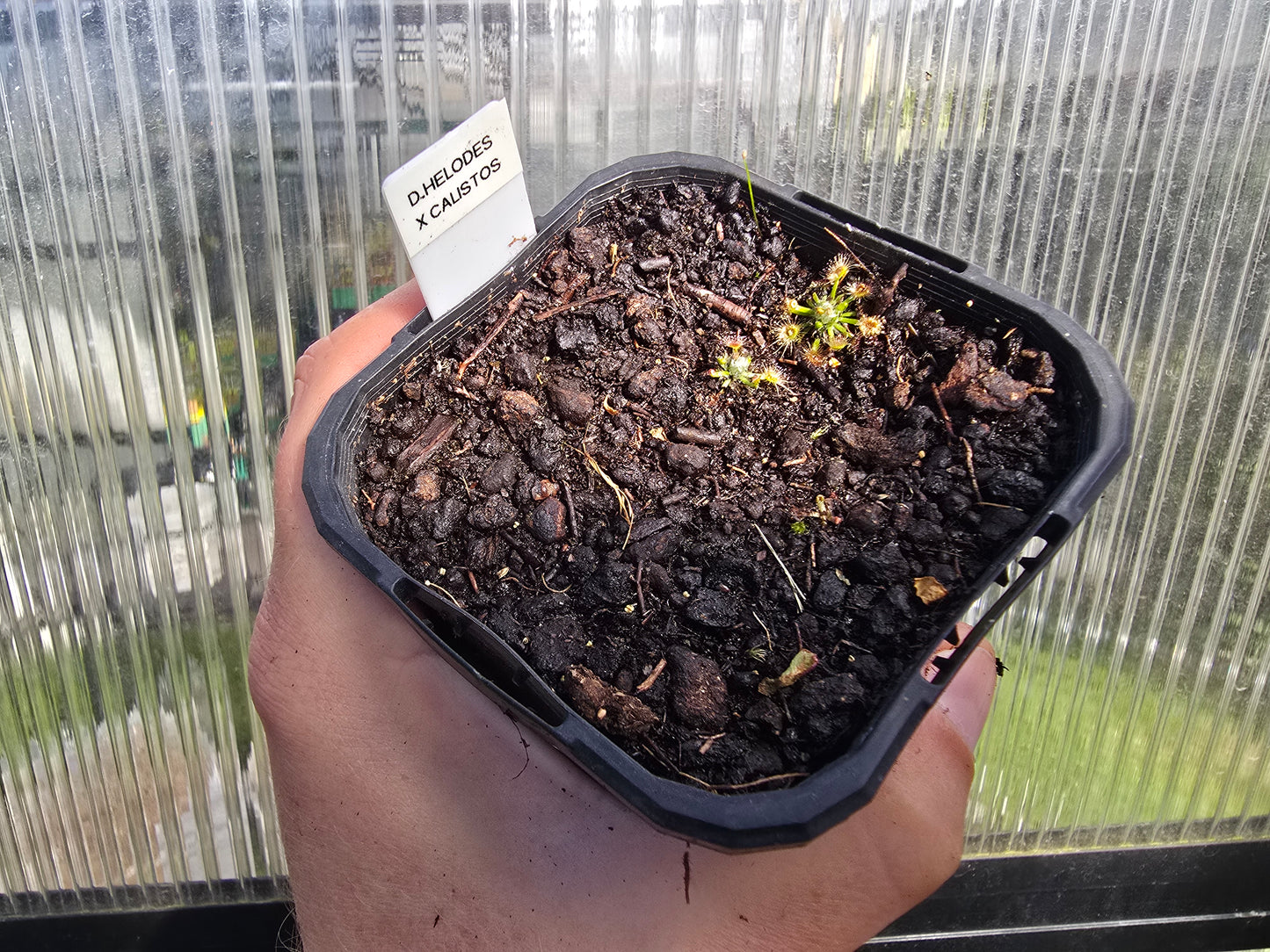 Drosera helodes x callistos - Pygmy Sundew