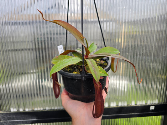 Nepenthes sanguinea 'Blood Red Form' - Intermediate Tropical Pitcher Plant