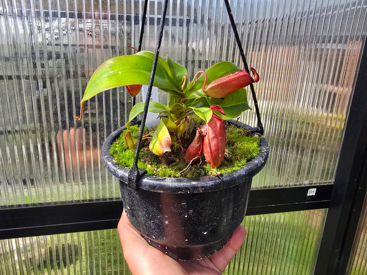 Nepenthes 'Lady Luck' - BE-3822 - Intermediate Tropical Pitcher Plant
