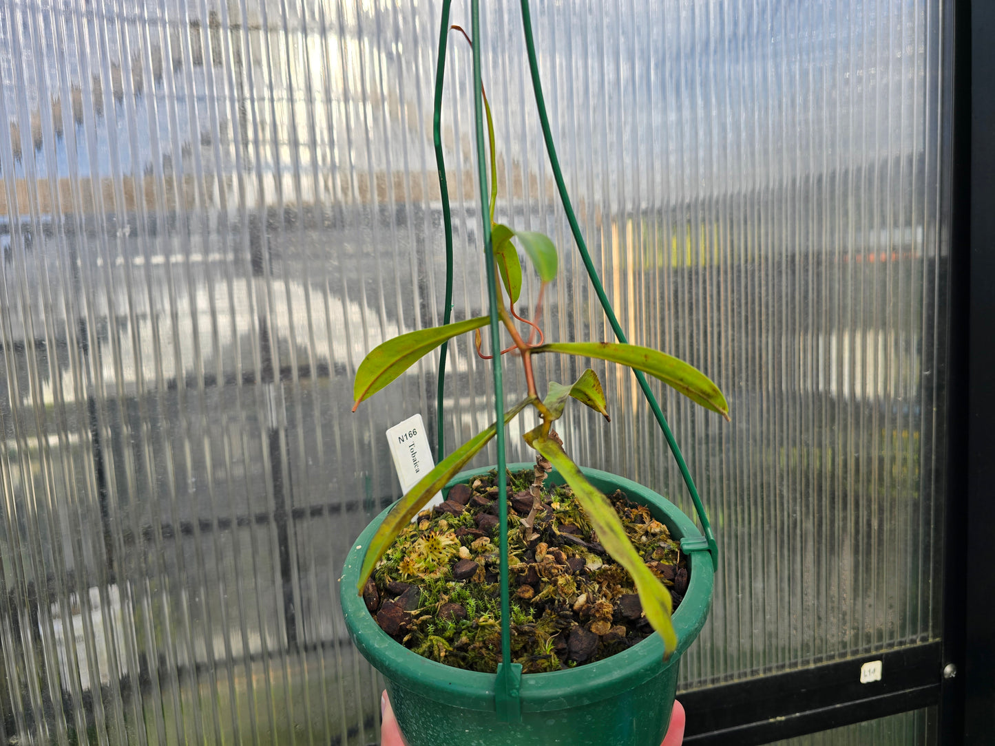 Nepenthes tobaica - Intermediate Tropical Pitcher Plant