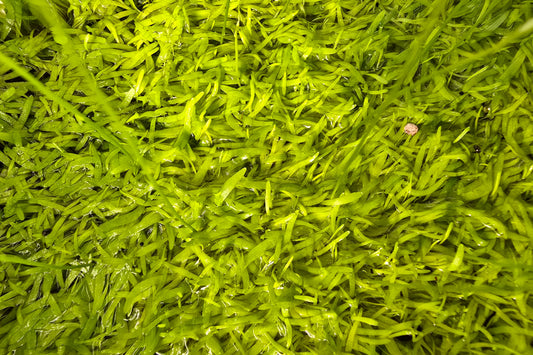 Utricularia graminifolia - Grass-Leaved Tropical Bladderwort