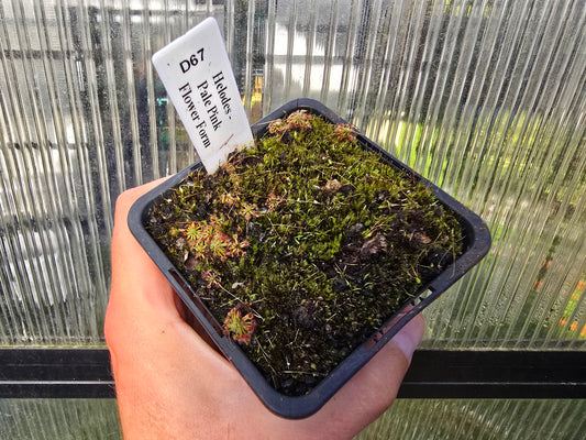 Drosera helodes - Pale Pink Flower Form - Pygmy Sundew