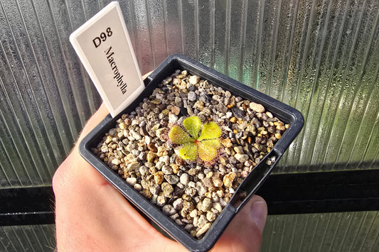 Drosera macrophylla - Tuberous Sundew