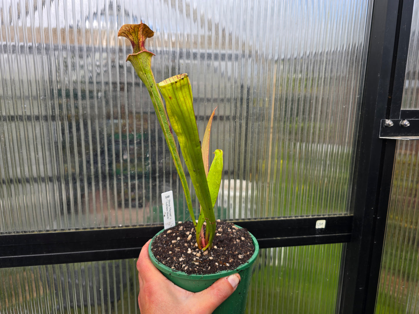 Sarracenia 'Deep Throat' x 'Adrian Slack' - American Pitcher Plant
