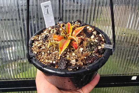 Nepenthes 'Suki' - Intermediate Tropical Pitcher Plant