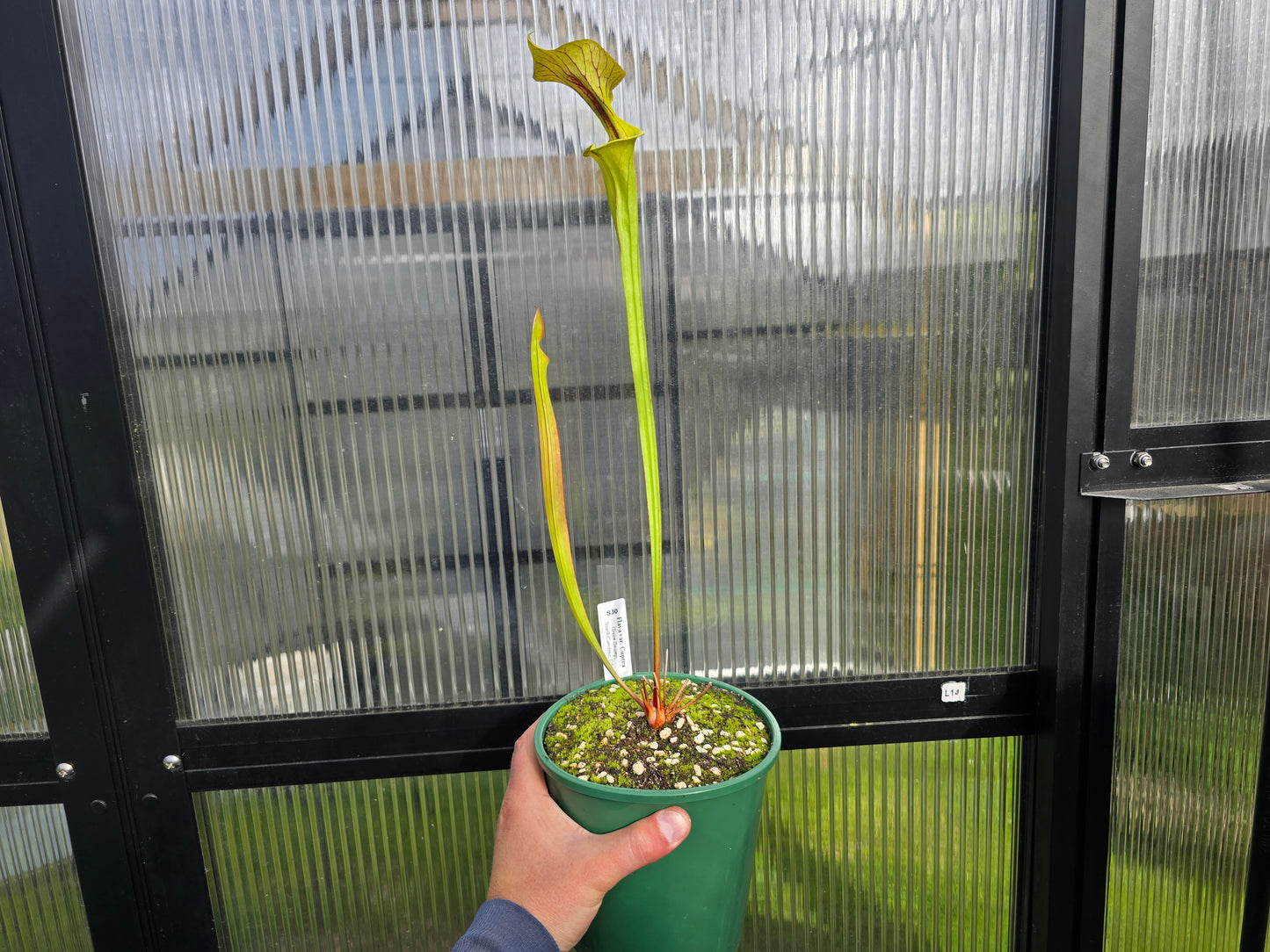 Sarracenia flava var. cuprea (Green Swamp, North Carolina, USA) - American Pitcher Plant