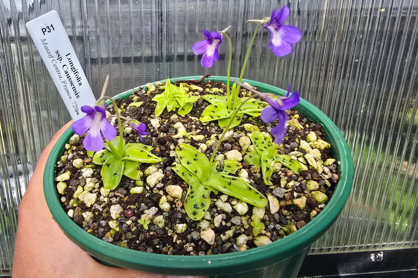 Pinguicula longifolia ssp. caussensis (Massif Centra, France) - Cold Temperate Long-Leafed Butterwort