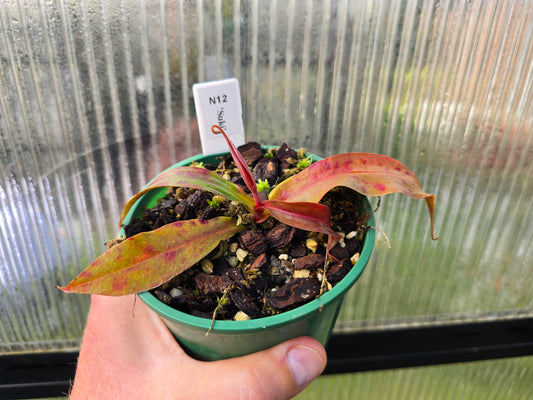 Nepenthes 'Suki' - BE-3819 - Intermediate Tropical Pitcher Plant